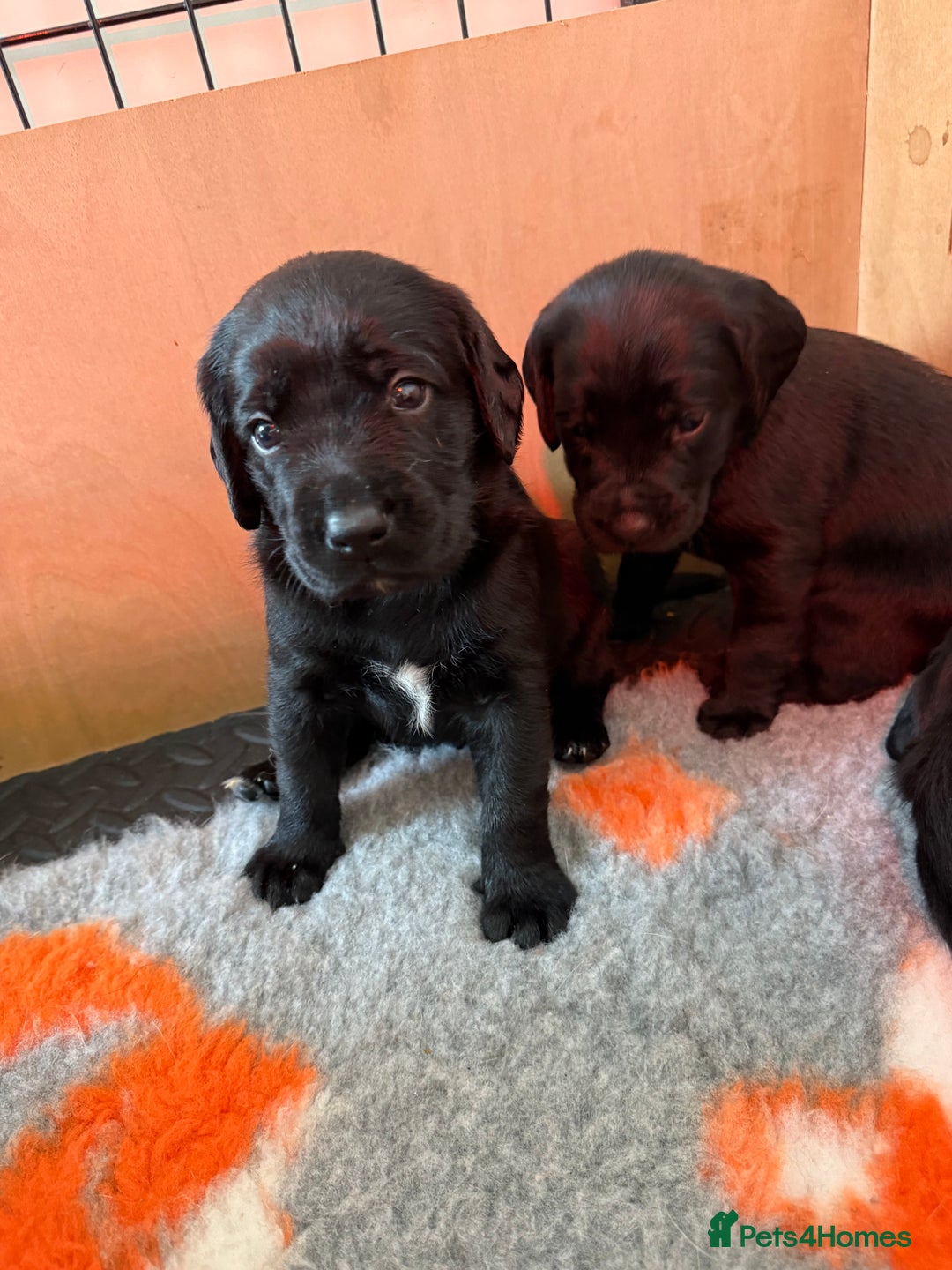 Mixed Breed dogs for sale: Gorgeous sprockador puppies for sale  - Image 1