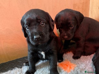 Mixed Breed dogs - Advert 4