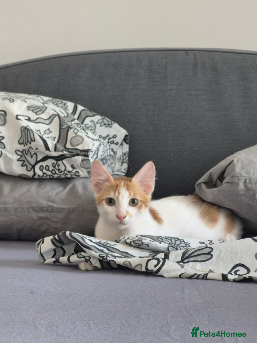 Mixed Breed cats for adoption: BOB &HARLEY BONDED BROTHERS NEUTERED FULL OF FUN  - Image 7