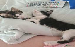 Mixed Breed cats for sale: Kittens  - Image 1