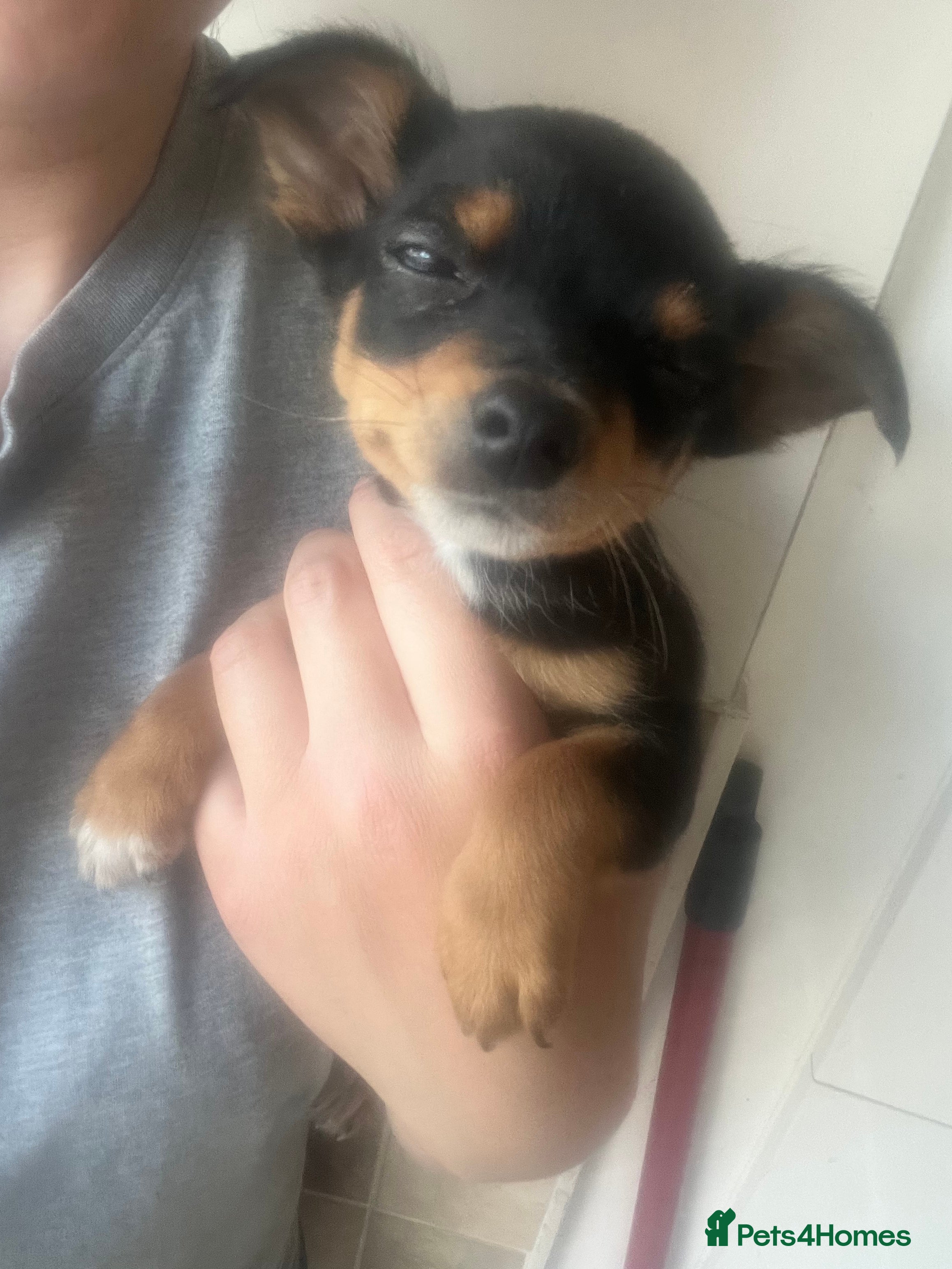Chihuahua dogs for sale: 2 beautiful black boy chihuahuas  - Advert 4