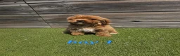 Cockapoo dogs for sale: 7 Adorable F1 Cockapoo pups ♥️🐕🐾 - Advert 3