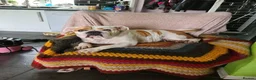 Mixed Breed dogs for sale: Olde tyme English bulldog X boxer - Advert 12
