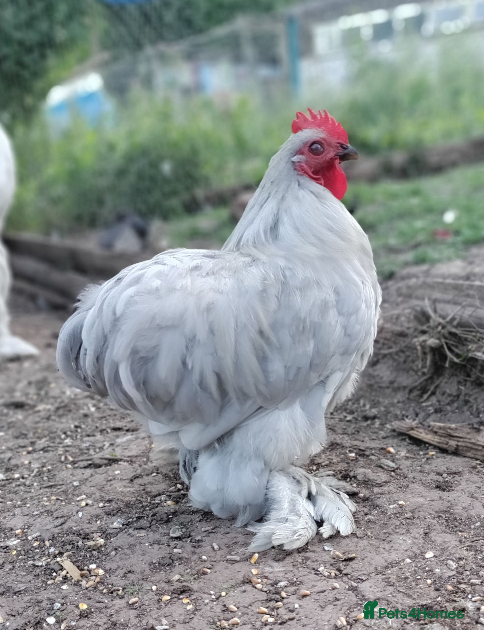 Chickens poultry Six cockerels  - Advert 8