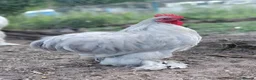 Chickens poultry for sale: Seven cockerels  - Advert 7