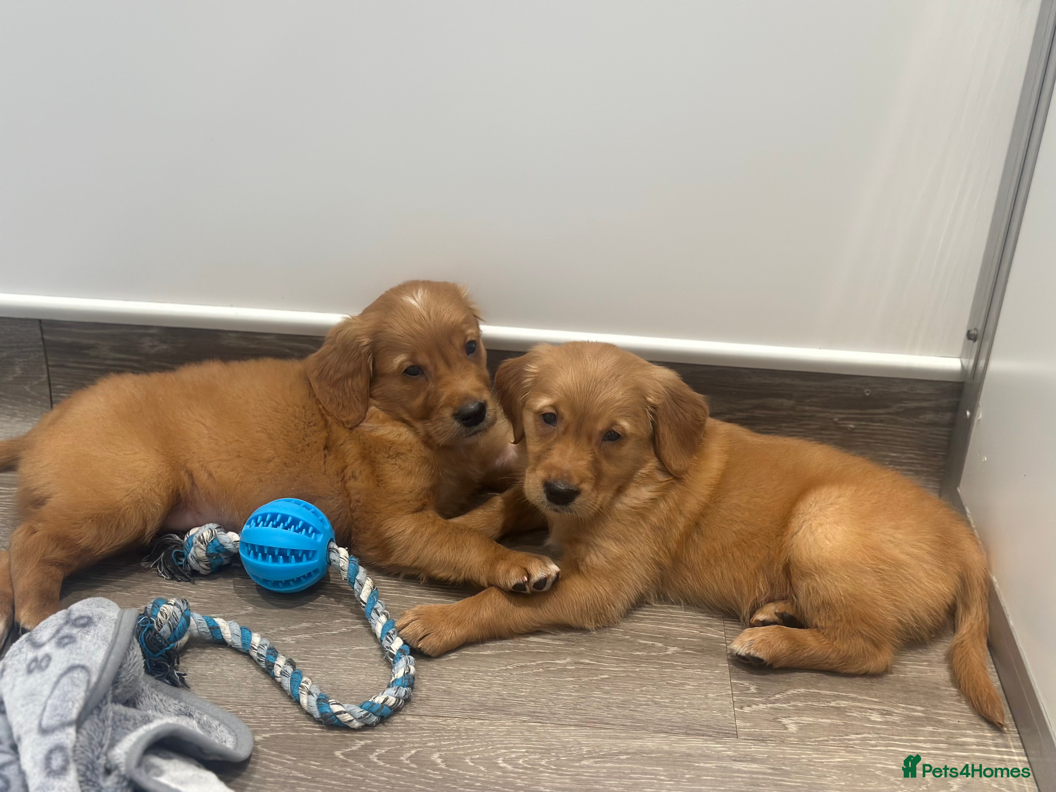 Golden Retriever dogs Dark Golden KC registered Golden retrievers - Advert 13