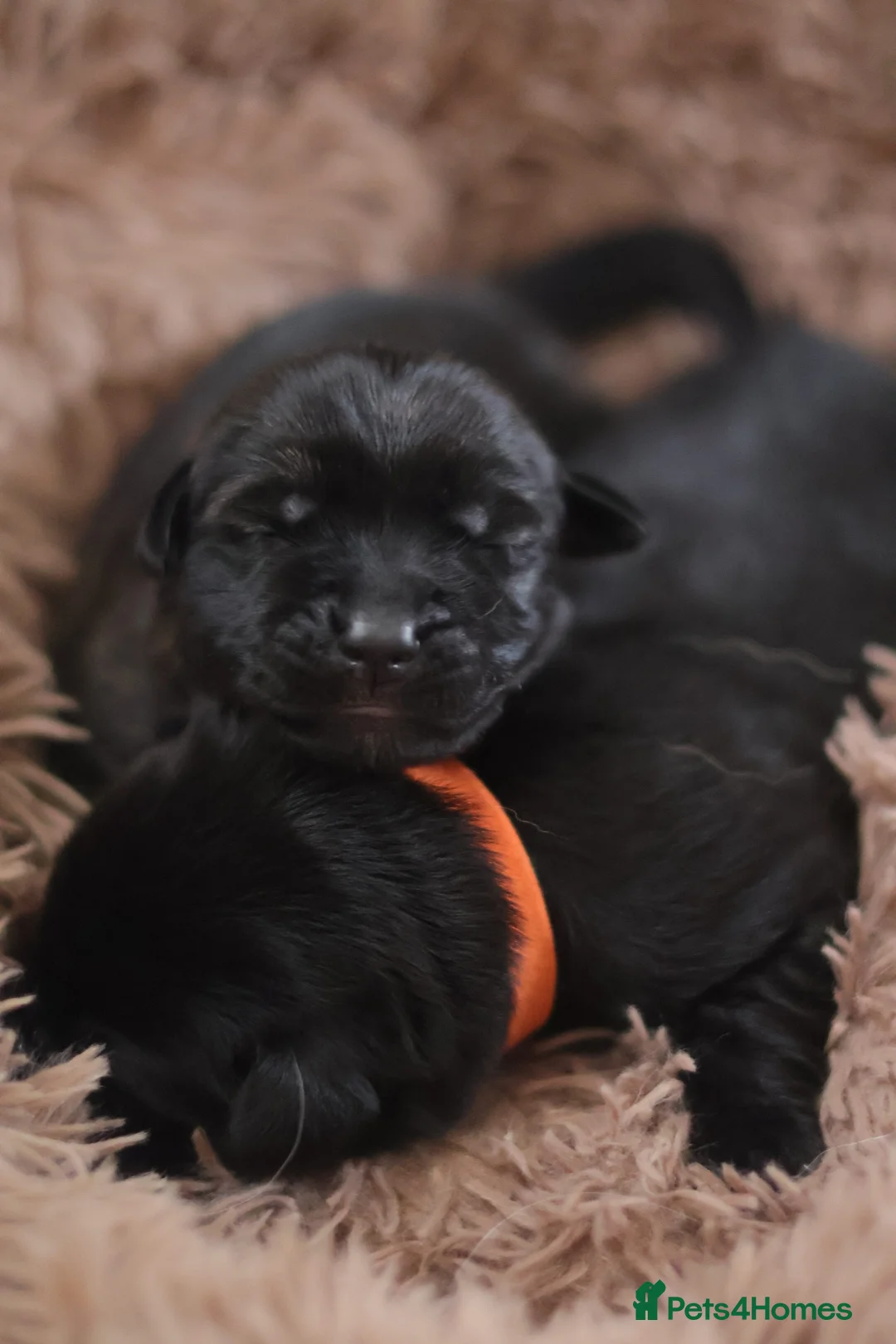 Golden Shepherd dogs for sale: Beautiful chunky Golden Shepherds in Telford - Advert 1