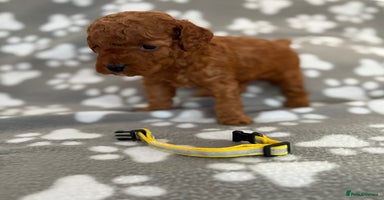 Cockapoo dogs - Advert 6
