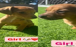 Jack Russell dogs for sale: Jack RussellxMini Dachshund ready to leave NOW 🏠 - Image 4