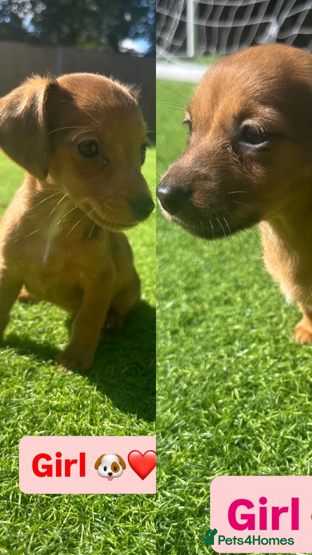 Jack Russell dogs for sale: Jack RussellxMini Dachshund ready to leave NOW 🏠 - Image 4