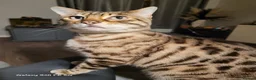Bengal cats for sale: 9 yr old Snow Bengal looking for new home  in Darlington - Advert 7