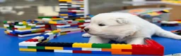 Samoyed dogs for sale: Bundle of joy 3 Puppy - Advert 29
