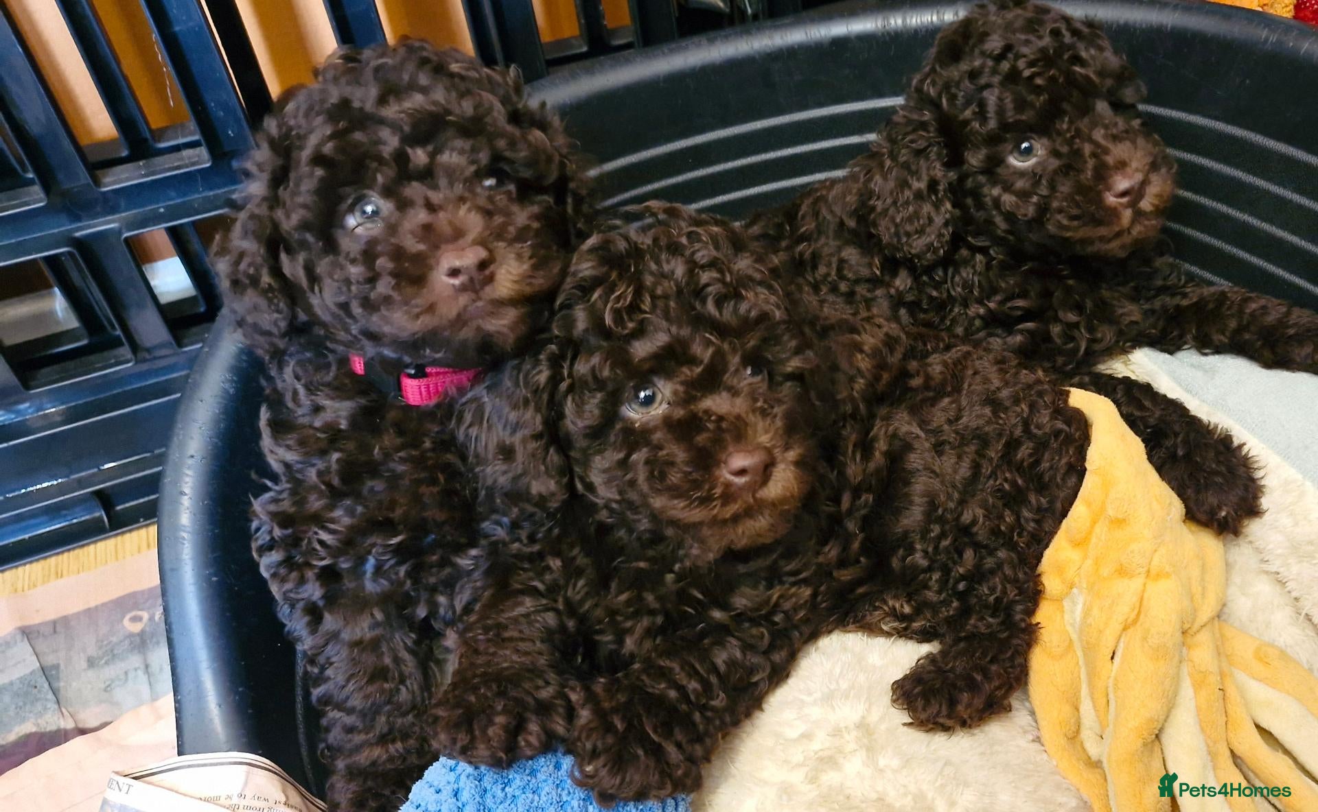Toy Poodle dogs KC REG CHOCOLATE TOY POODLE PUPPYS  - Advert 10