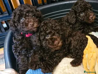 Toy Poodle dogs KC REG CHOCOLATE TOY POODLE PUPPYS - Advert 10