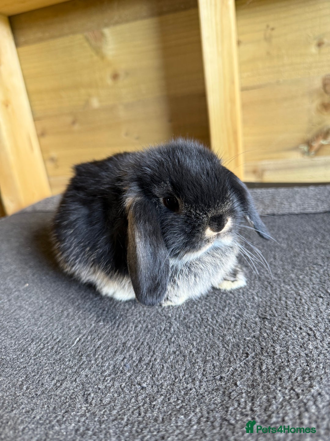 Mini Lop rabbits for sale: 🖤🩶 GORGEOUS LITTER OF PUREBRED MINI LOPS 🖤🩶 - Image 4