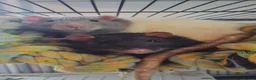 Rat rodents for sale: 2 Male Rats - Advert 2