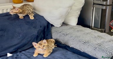 Bengal cats - Advert 14