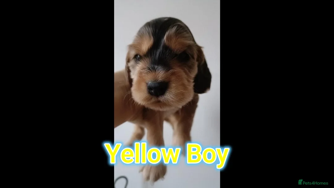 Cocker Spaniel dogs for sale: 🌟KC Registered Show-Type Cocker Spaniel Puppies🌟 - Advert 28