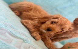 Cavapoo dogs for sale: Beautiful cavapoo puppies  - Image 8