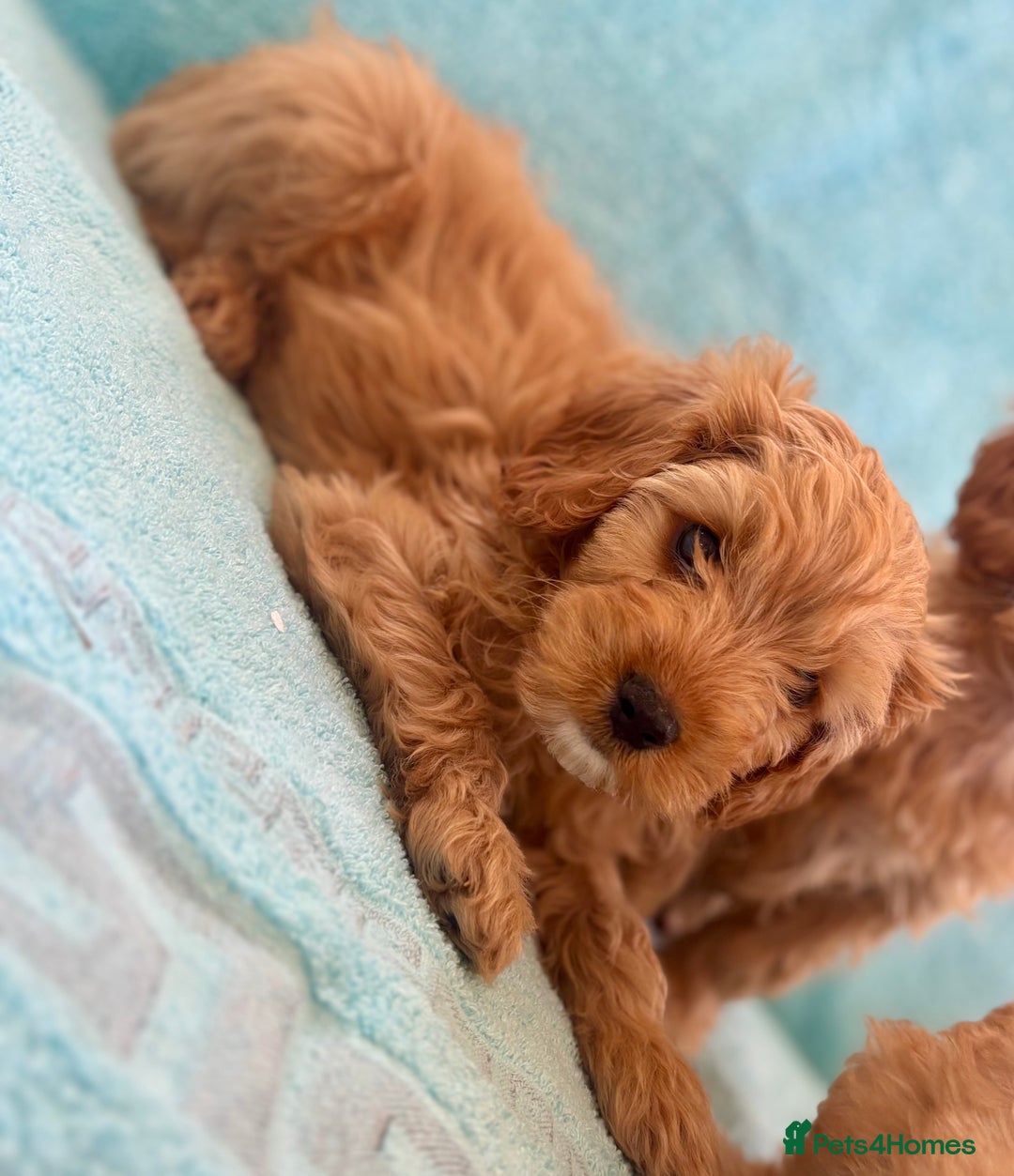 Cavapoo dogs for sale: Beautiful cavapoo puppies  - Image 8