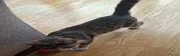 Mixed Breed cats for sale: Beautiful Female  - Advert 2