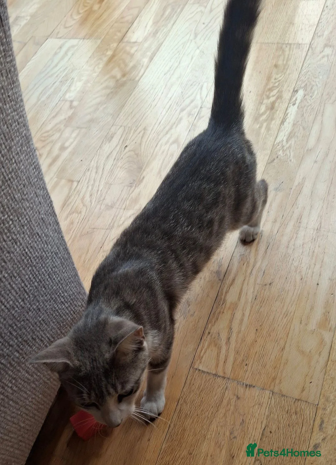 Mixed Breed cats for sale: Beautiful Female  - Advert 2