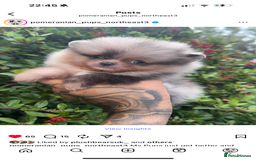 Pomeranian dogs for stud: BEST LOOKING TEDDY ** MERLE & TAN STUD IN THE UK  in Hartlepool - Image 8