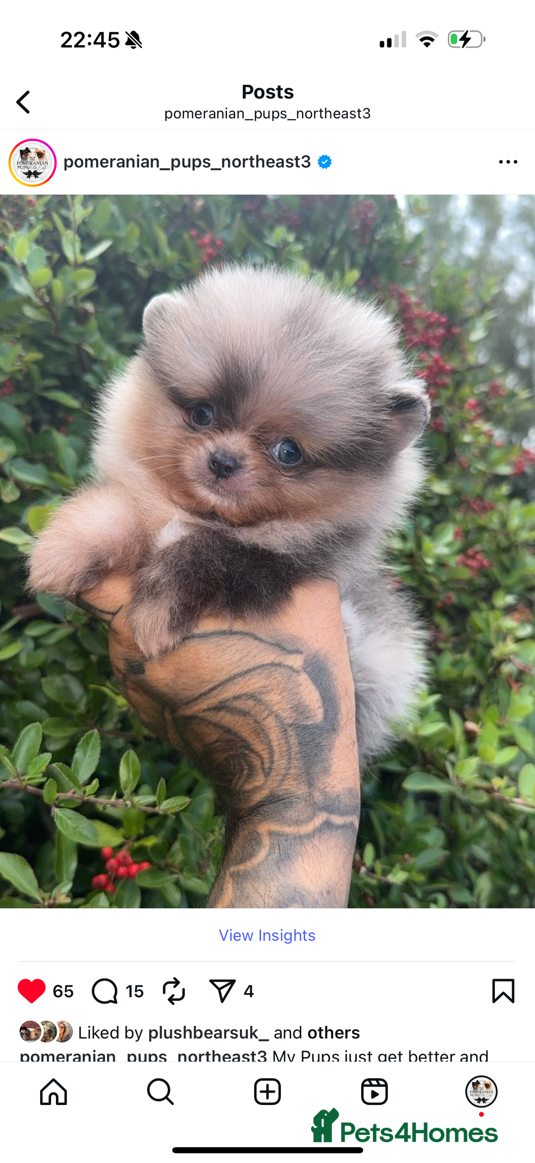 Pomeranian dogs for stud: BEST LOOKING TEDDY ** MERLE & TAN STUD IN THE UK  in Hartlepool - Image 8