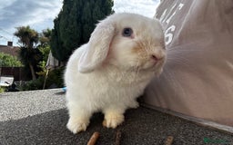 Mini Lop rabbits for sale: White mini lop  - Image 4