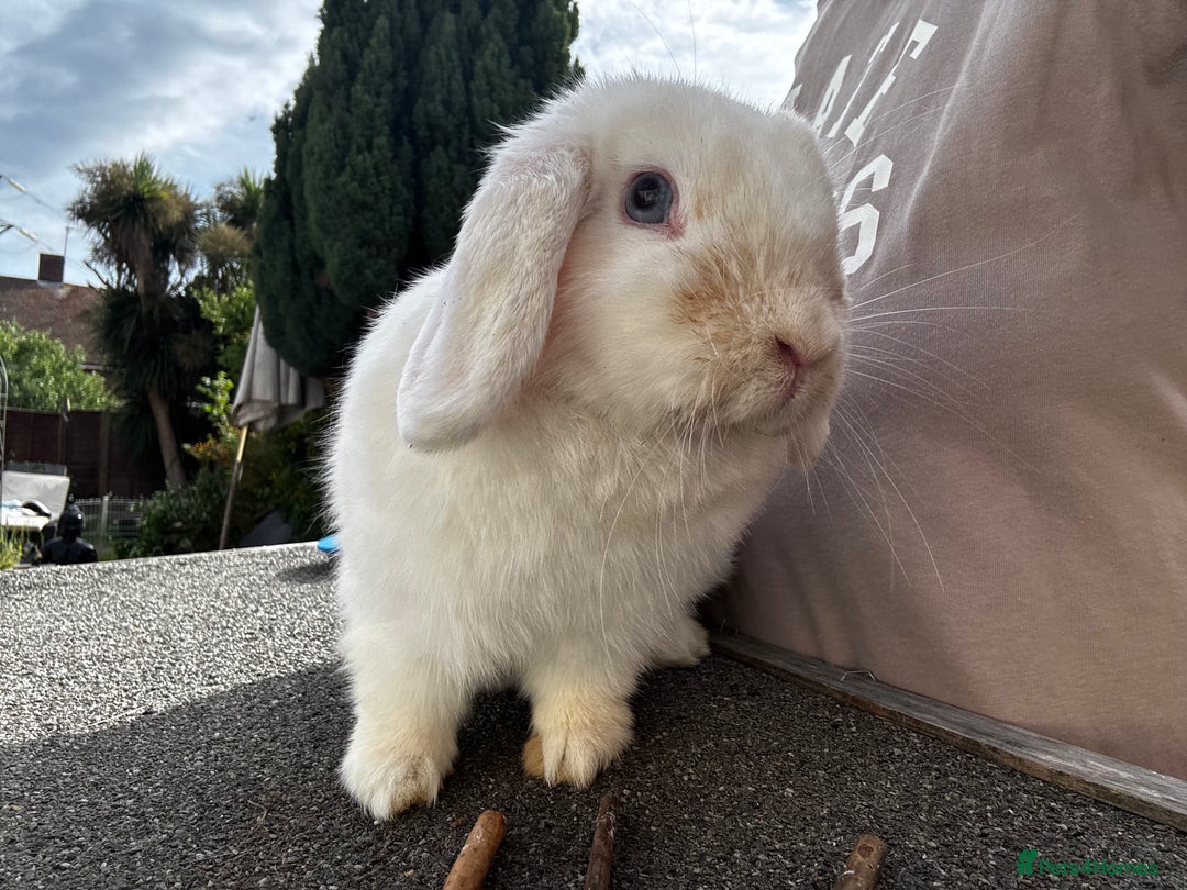 Mini Lop rabbits for sale: White mini lop  - Image 4