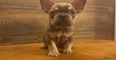 French Bulldog dogs READY FROM THIS WEEKEND! - Isabella’s & Lilacs - Advert 2