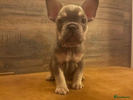 French Bulldog dogs READY FROM THIS WEEKEND! - Isabella’s & Lilacs - Advert 2