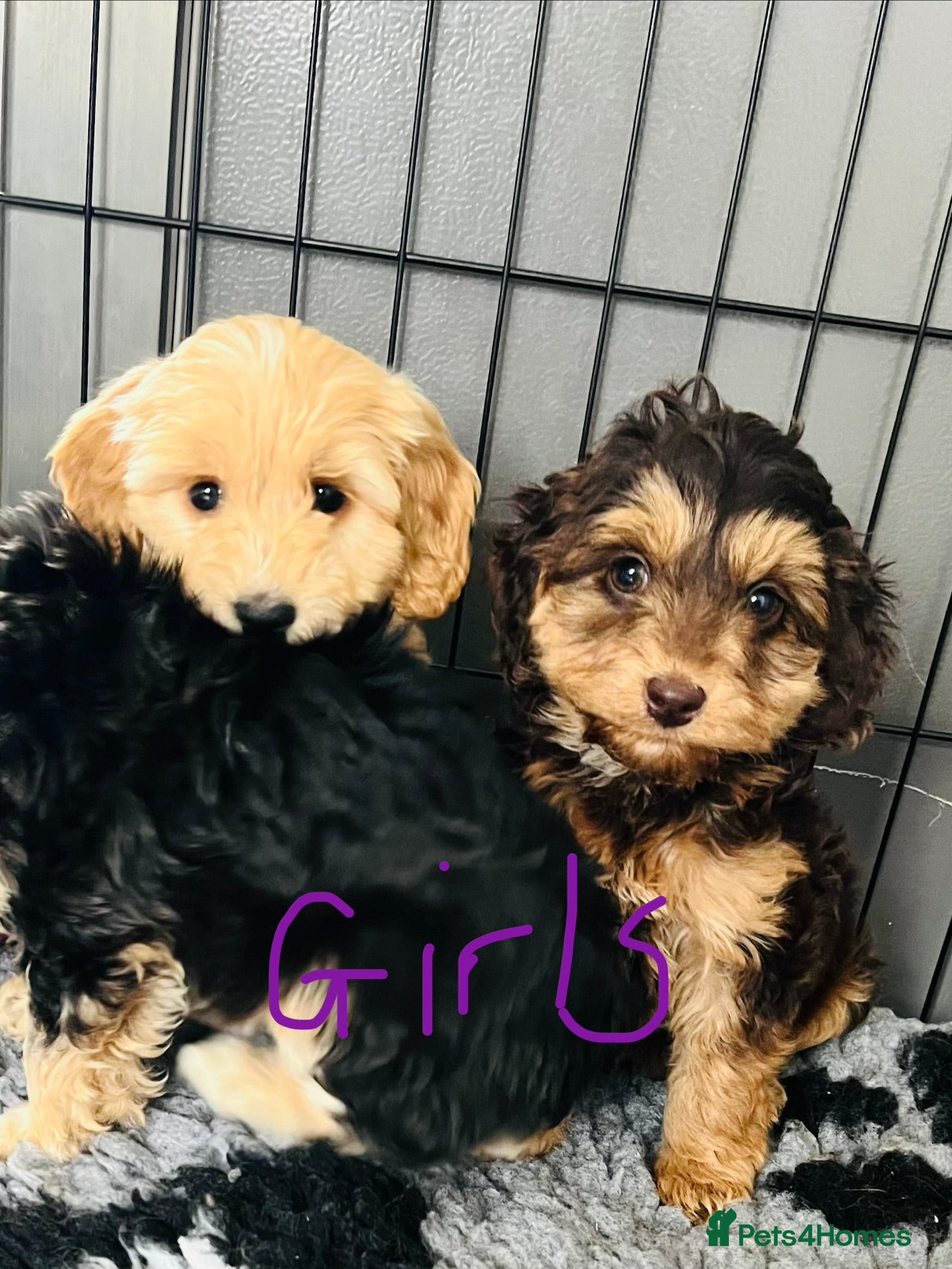 Cockapoo dogs F1 show type cockapoos (pra clear) - Advert 17