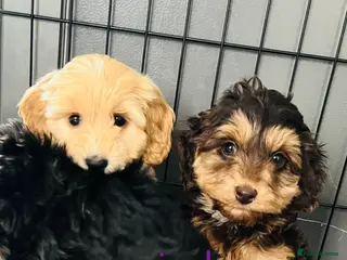 Cockapoo dogs F1 show type cockapoos (pra clear) - Advert 17