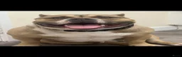 American Bully dogs for sale: RemiXzorro breeding  - Advert 3