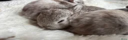 Mixed Breed rabbits for sale: Mini Rex x Netherland Dwarf Bunnies  in Bristol - Advert 3