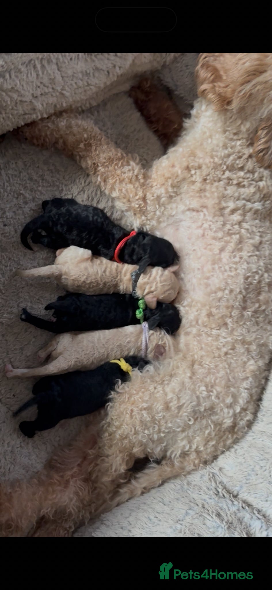 Mixed Breed dogs Adorable Small Miniature x Toy Poodle Puppies - Advert 15