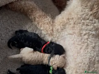 Mixed Breed dogs Adorable Small Miniature x Toy Poodle Puppies - Advert 15