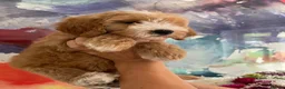 Goldendoodle dogs for sale: Waiting List Goldendoodles Leaving August - Advert 12