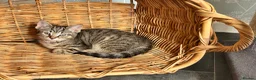 Mixed Breed cats for sale: Adorable female kitten looking for a loving home - Advert 2