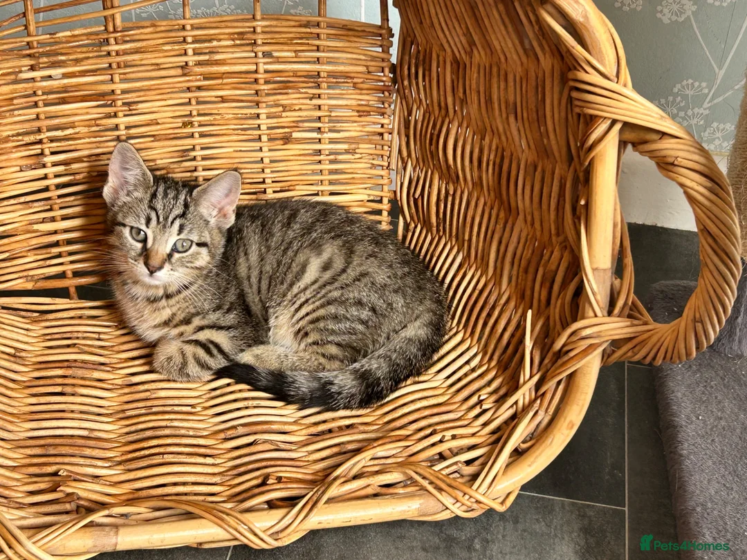 Mixed Breed cats for sale: Adorable female kitten looking for a loving home - Advert 2