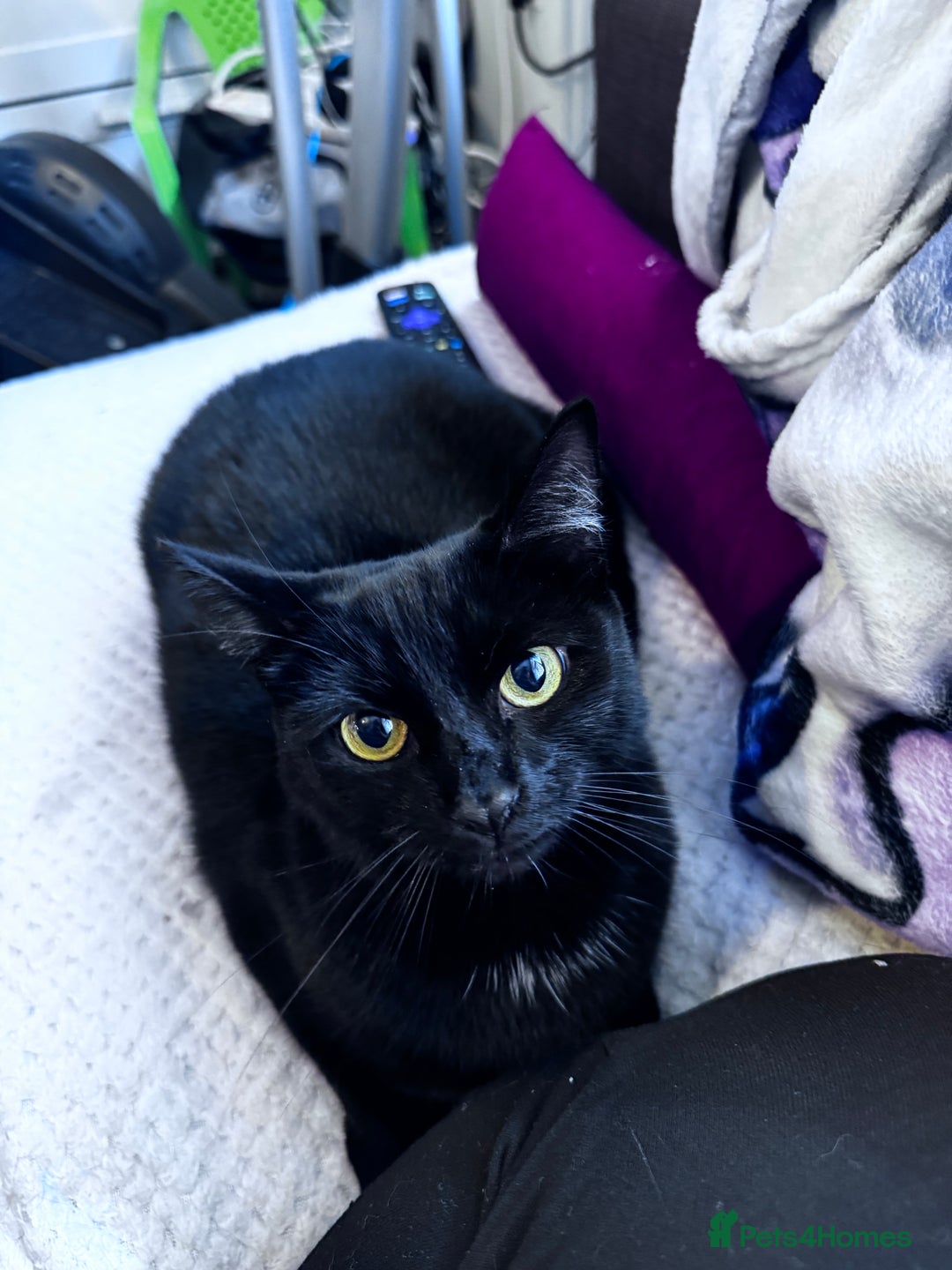 Mixed Breed cats for adoption: FREE rescue cats  looking for a new home  - Image 1