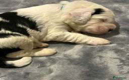 Sheepadoodle dogs for sale: unique sheepadoodles due - Image 22