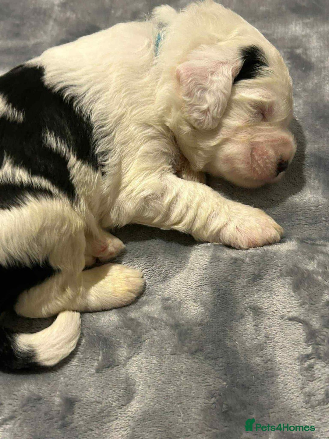 Sheepadoodle dogs for sale: unique sheepadoodles due - Image 22