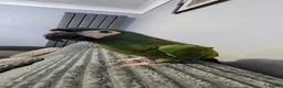 Macaws birds for sale: Illiger Macaw - Advert 4