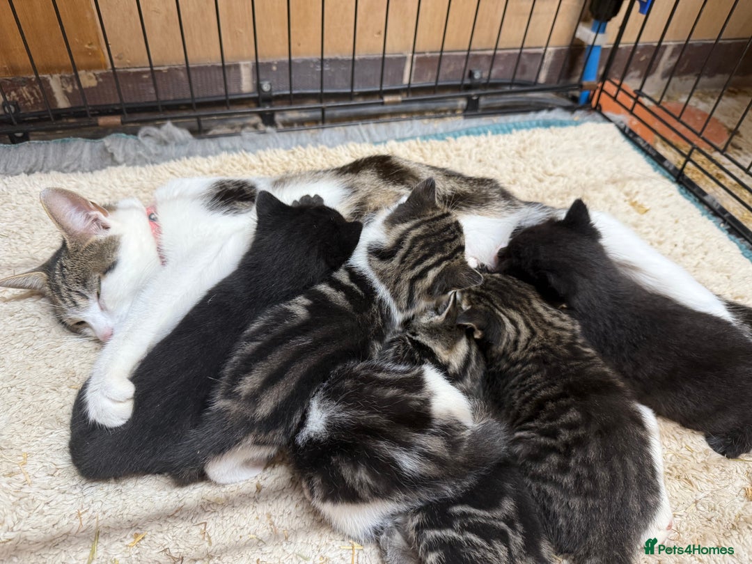 Mixed Breed cats for sale: 6 Cute Kittens Looking for Loving Homes - Image 8