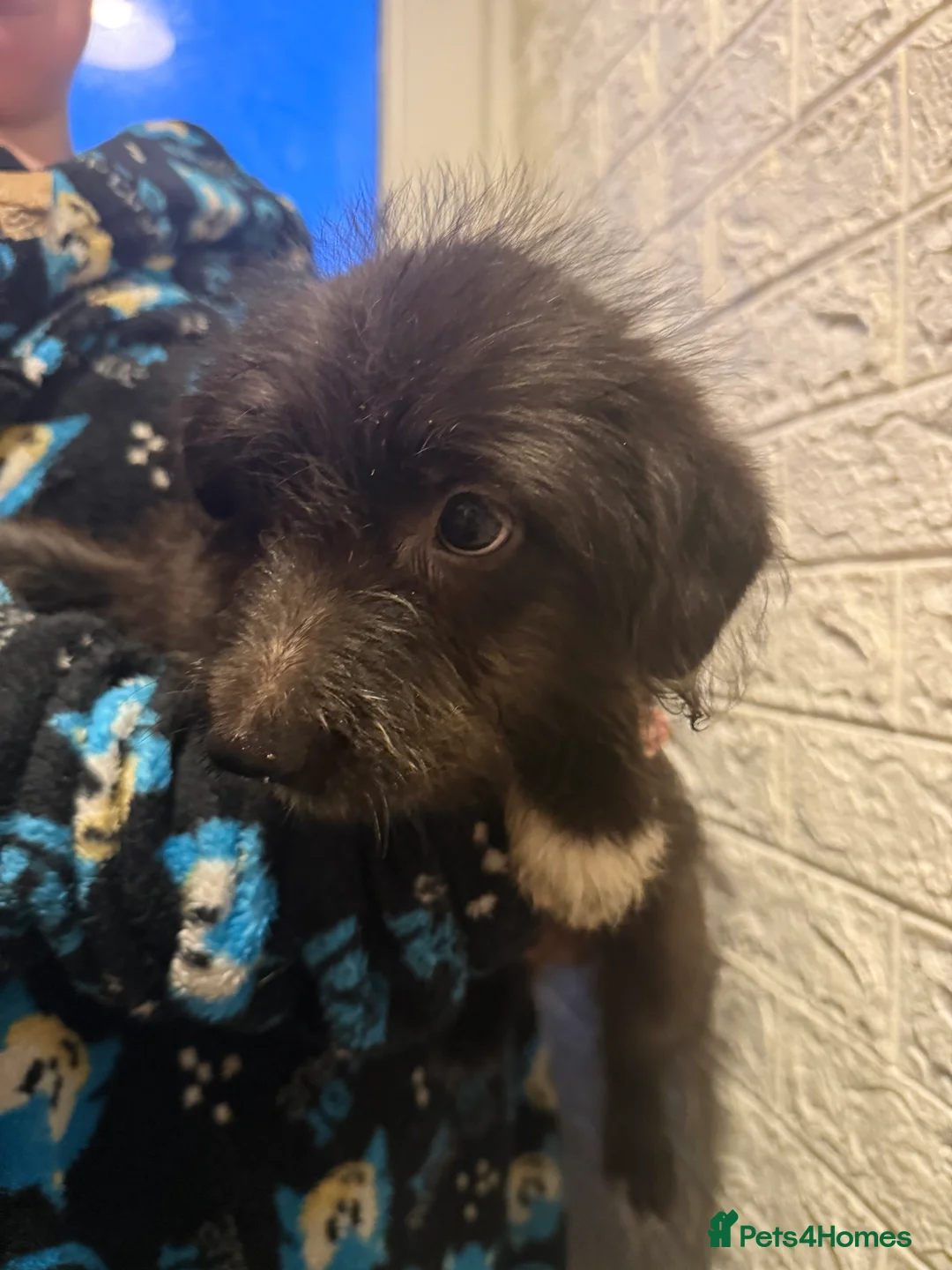 Mixed Breed dogs for sale: 6 Australian Shepherd X Springer x terrier puppies - Advert 6