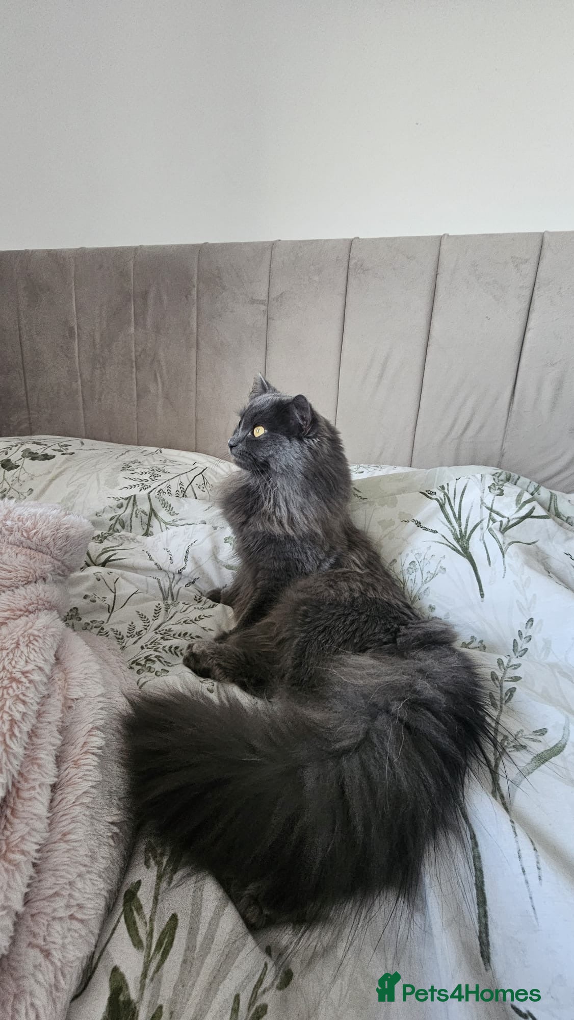 Nebelung cats My gorgeous cat for sale - Advert 1