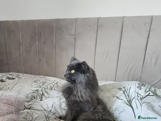 Nebelung cats SOLD pending collection - Advert 1