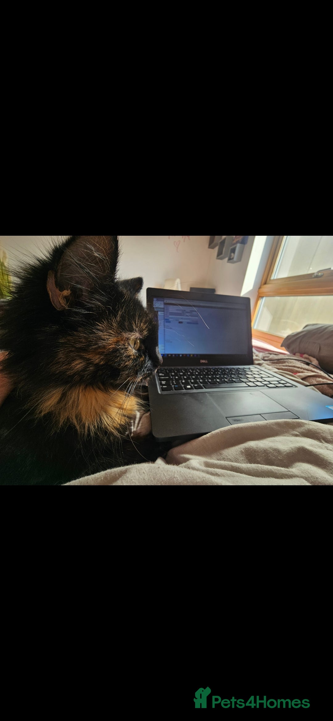 Mixed Breed cats for sale: Female cat  - Advert 3